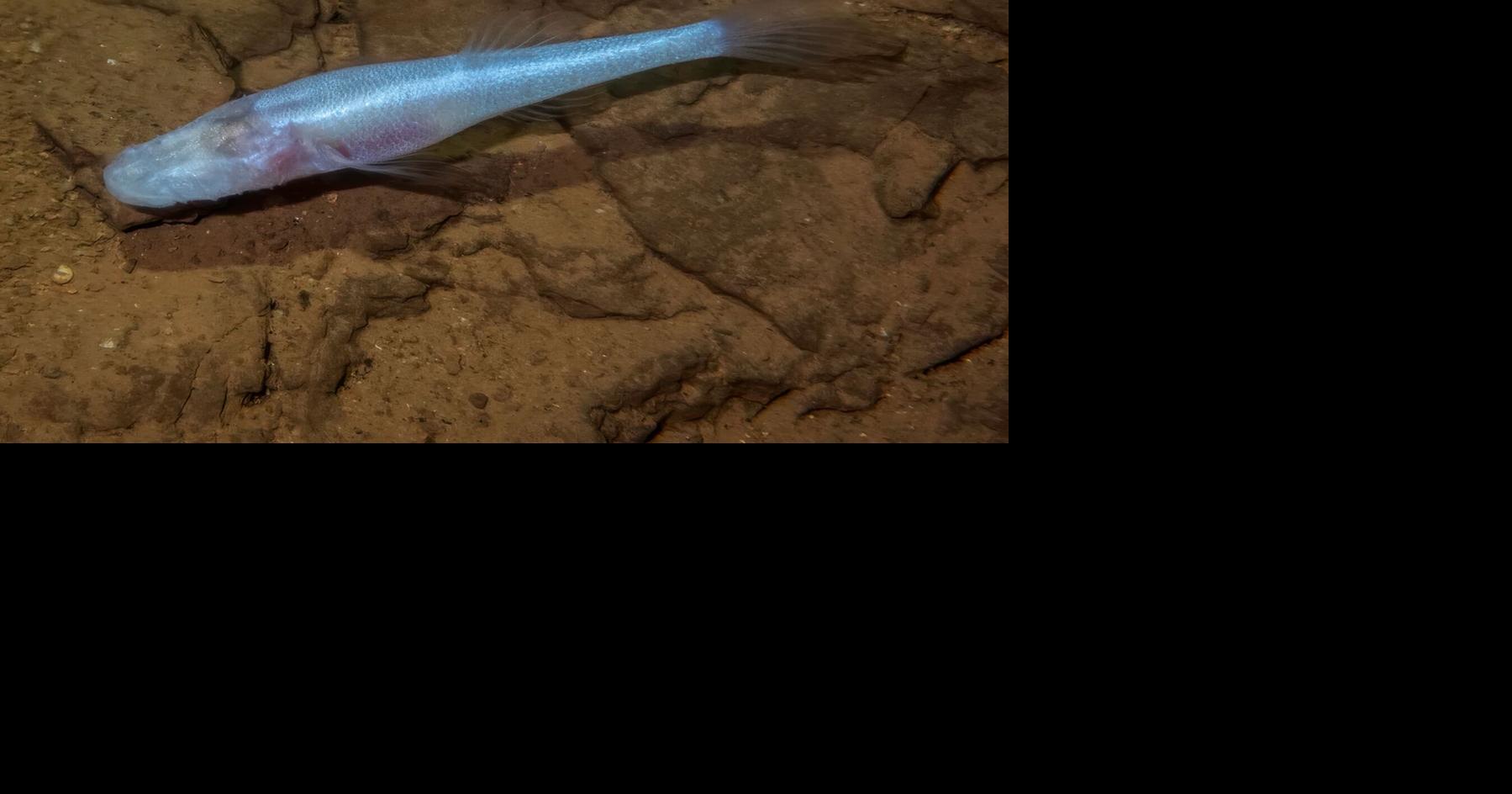 Demon Cavefish species discovered in Redstone waters