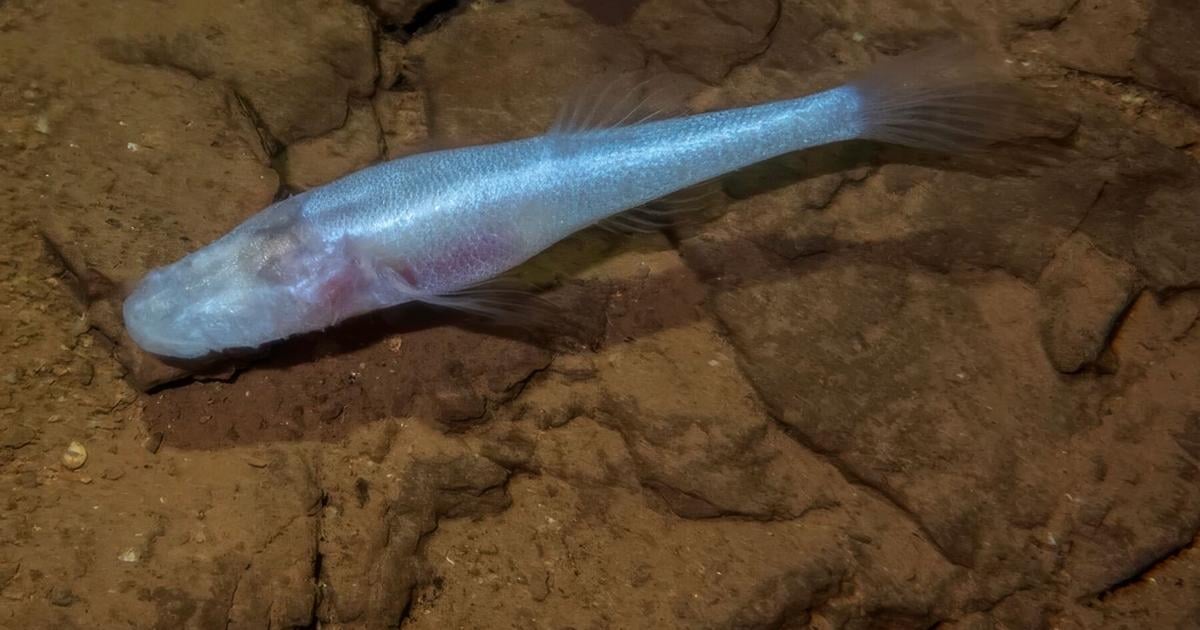Demon Cavefish species discovered in Redstone waters