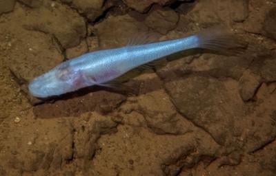 Ilustrasi Demon Cavefish dengan ciri khas moncong panjang dan punuk di belakang kepala