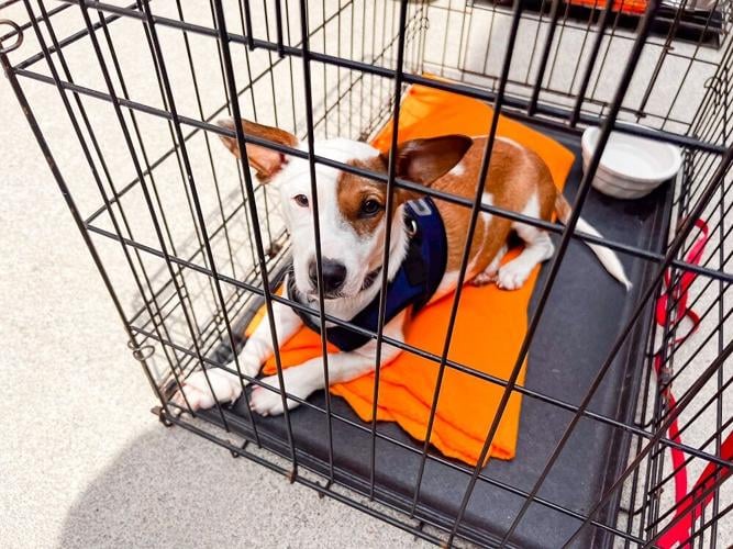 Dogs make connections during Pet Adoption Day | Gallery ...