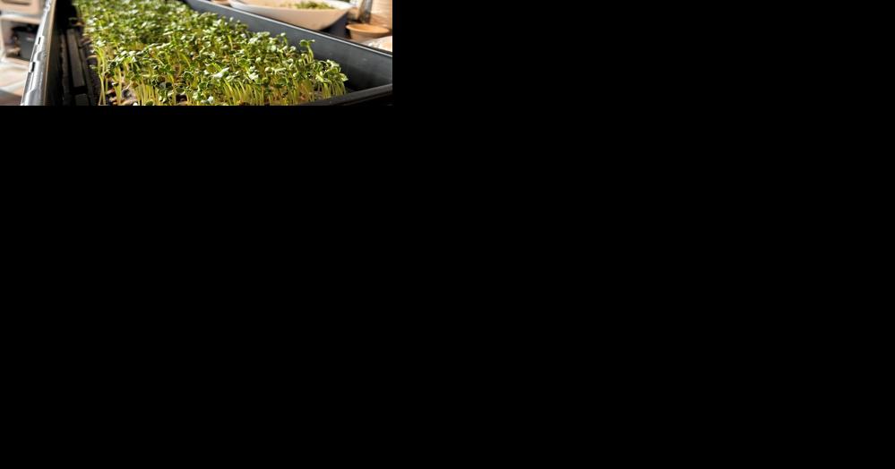 Winners advance to final phase of space food challenge - Vimarsana News