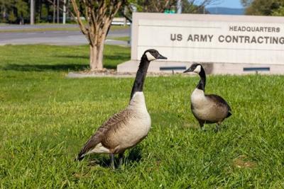 Why Did the Canada Goose Cross the Road? — Audubon Society of Northern  Virginia