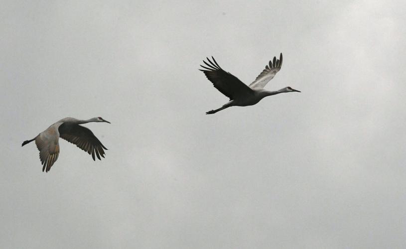 Whoop there they are Cranes find Wheeler refuge News