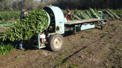 Clark County Residents Can Reduce Holiday Waste Be Recycling Their Christmas Tree Home Family Thereflector Com