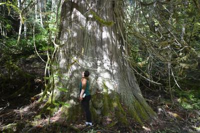 Finding The Grove Of The Matriarchs News Thereflector Com