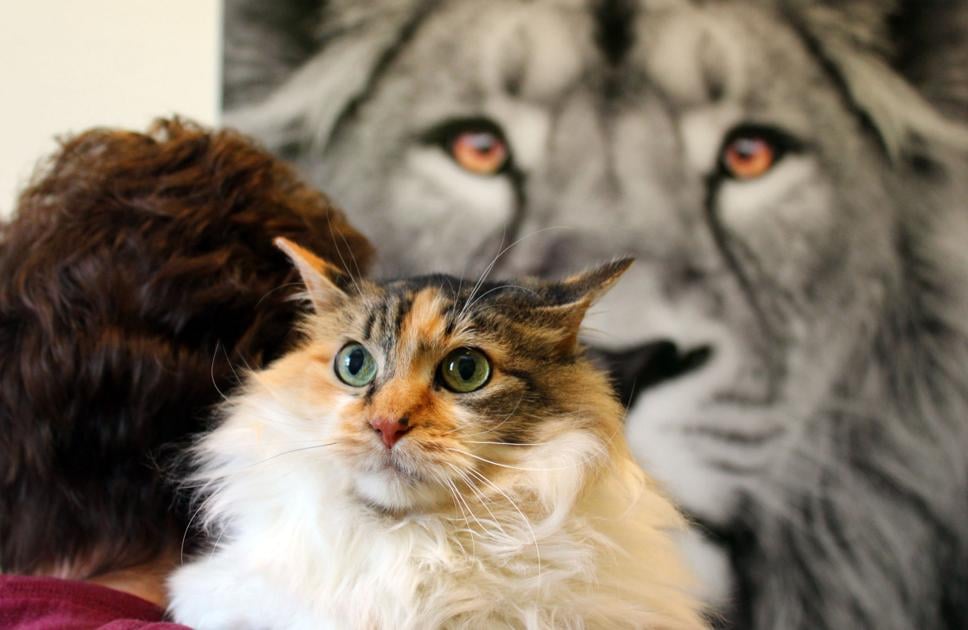 With High Adoption Rates Furry Friends Still Looking To Safely