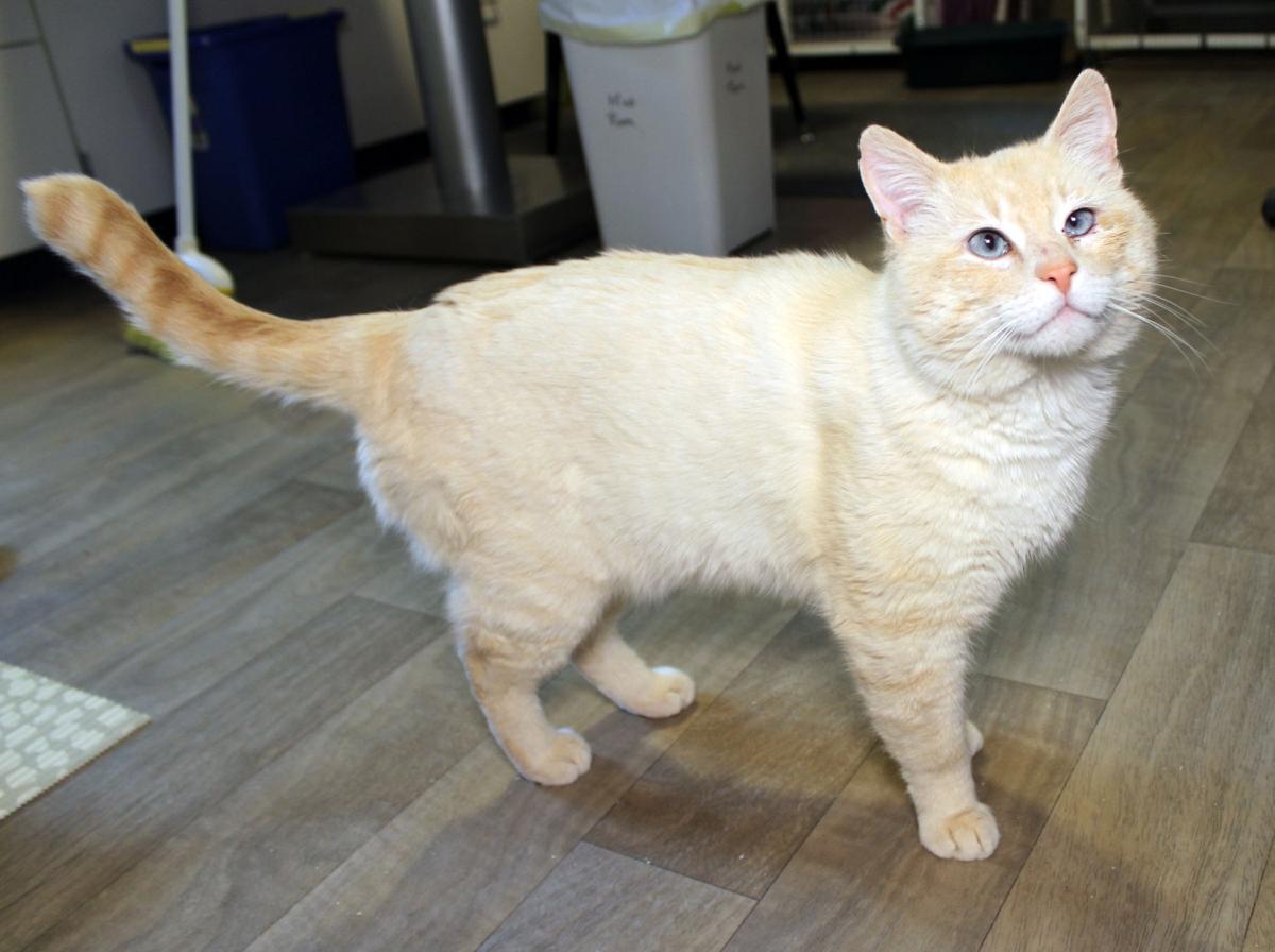 With High Adoption Rates Furry Friends Still Looking To Safely