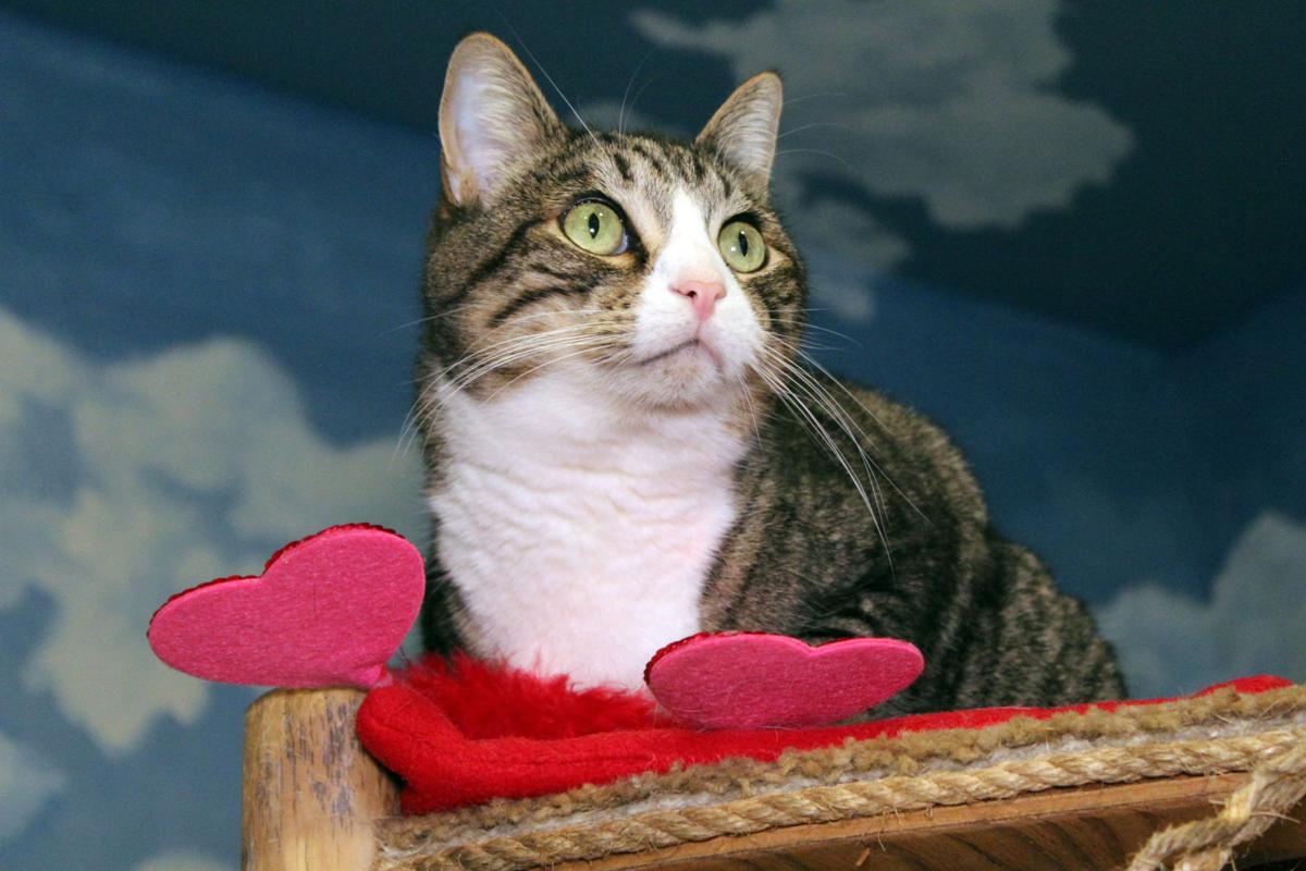With High Adoption Rates Furry Friends Still Looking To Safely
