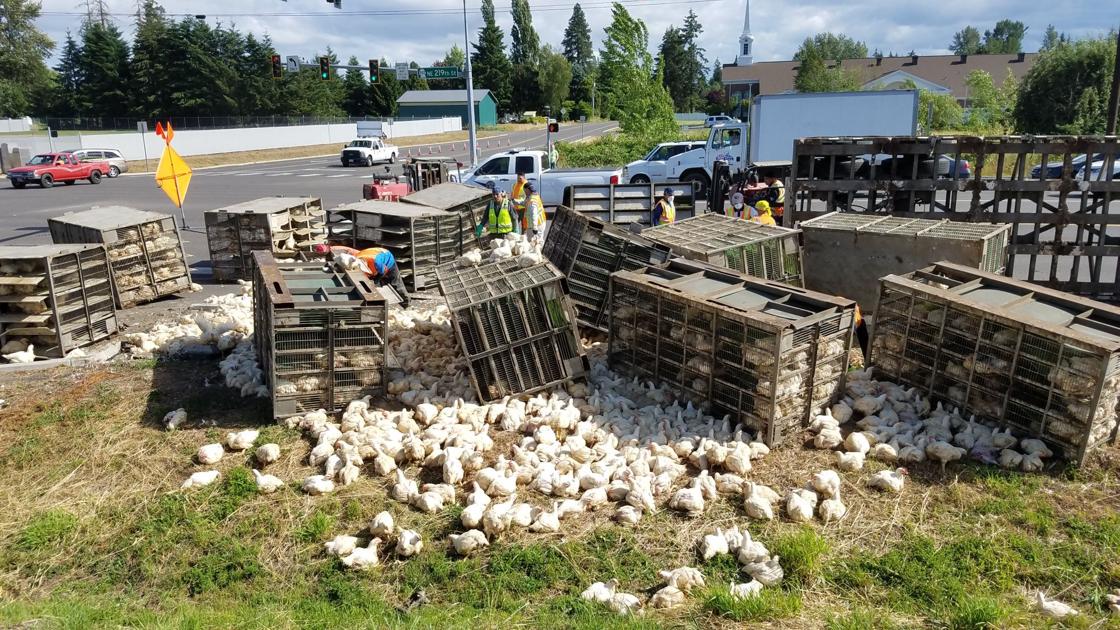 Semitruck crash releases thousands of chickens, one activist arrested