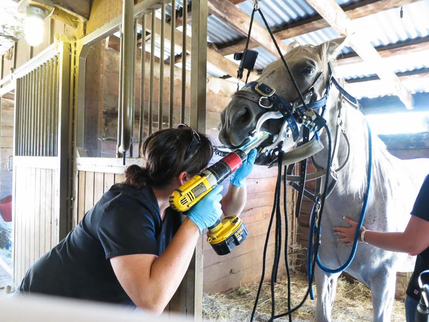 Equine dental care keeps horses healthy Horse Corral