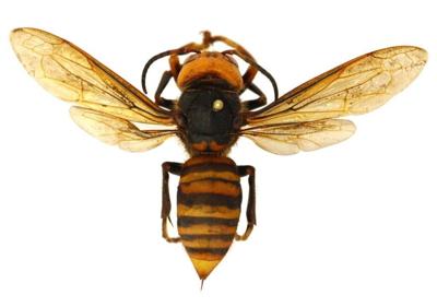 Male Asian Giant Hornet Trapped In Washington Weeks Earlier Than Anticipated News Thereflector Com