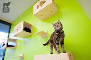 The Cats Meow Offers Luxury Boarding For Feline Friends