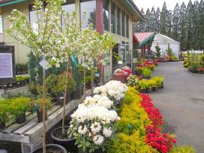 Garden Seminars Set For June At Tsugawa Nursery Scene Tsugawa Nursery In Woodland Will Offer Several Diffe Garden Seminars During The Month Of June Enthusiasts Can Attend Such As What To Do