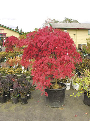 Tsugawa Nursery Offers Monthly Tips For Gardening Home Scene Fall Colors Can Be Seen Around The Grounds At Tsugawa Nursery In Woodland During This Time Of Year Experts Offer Numerous Tips On What