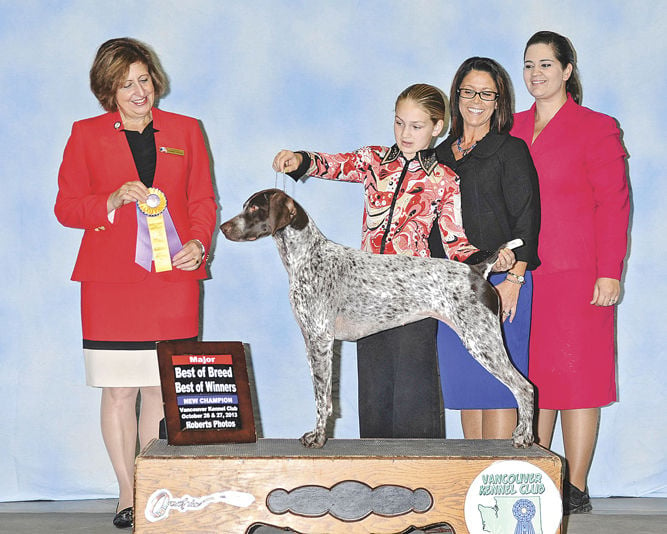 national dog show german shorthaired pointer