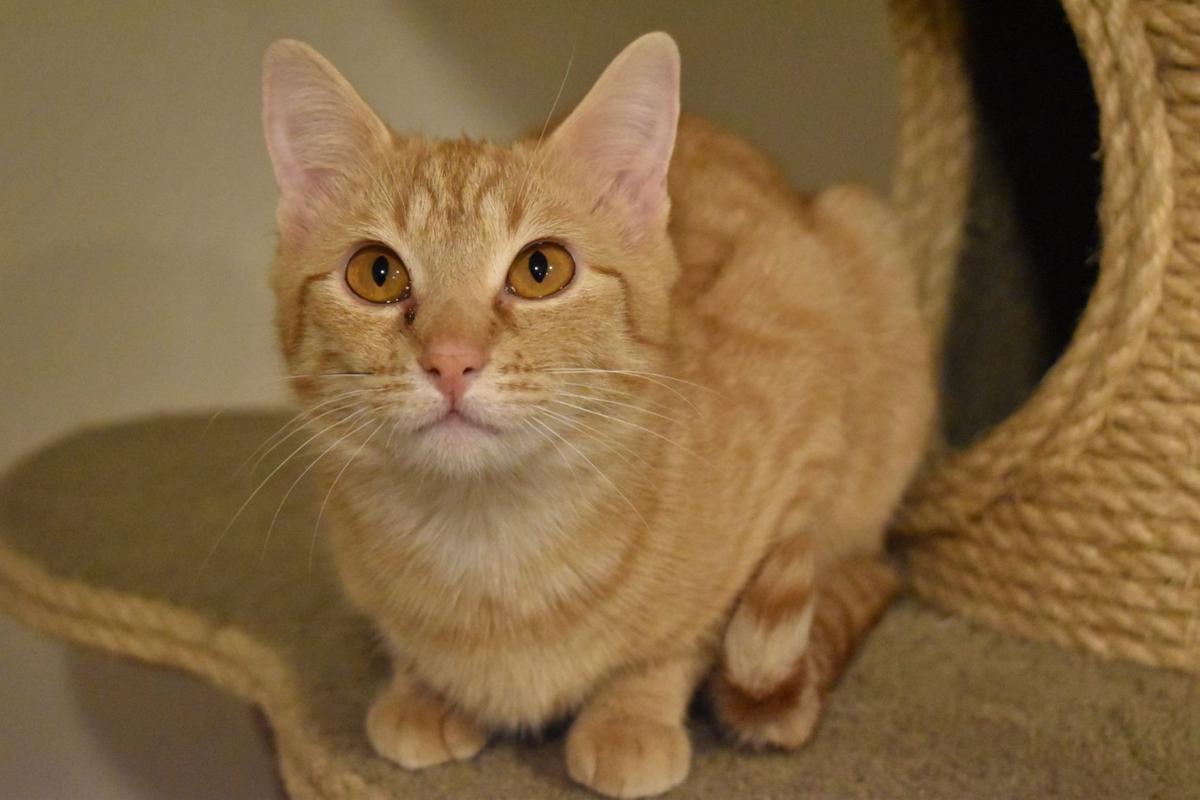 Maggie The Cat Helped With Medical Grant Companion Pets