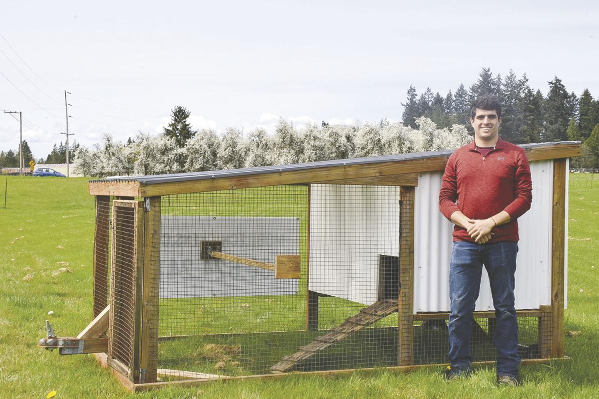 Fly The Coop Chickens On The Move In Ridgefield Home Scene