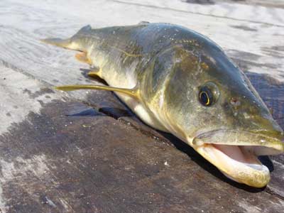 Anglers catch more than 155,000 northern pikeminnow this season | News ...