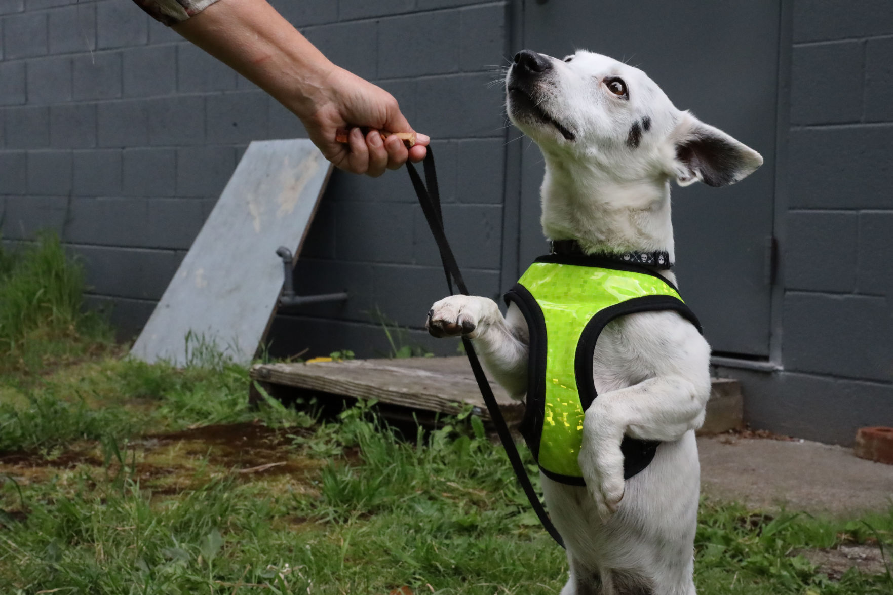 second chance jack animal rescue