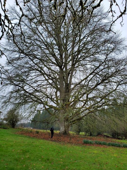 201028.Outdoor.Trees.CK.2..jpg