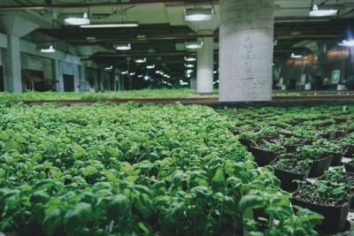 no dirt, no problem: growing with aquaponics garden