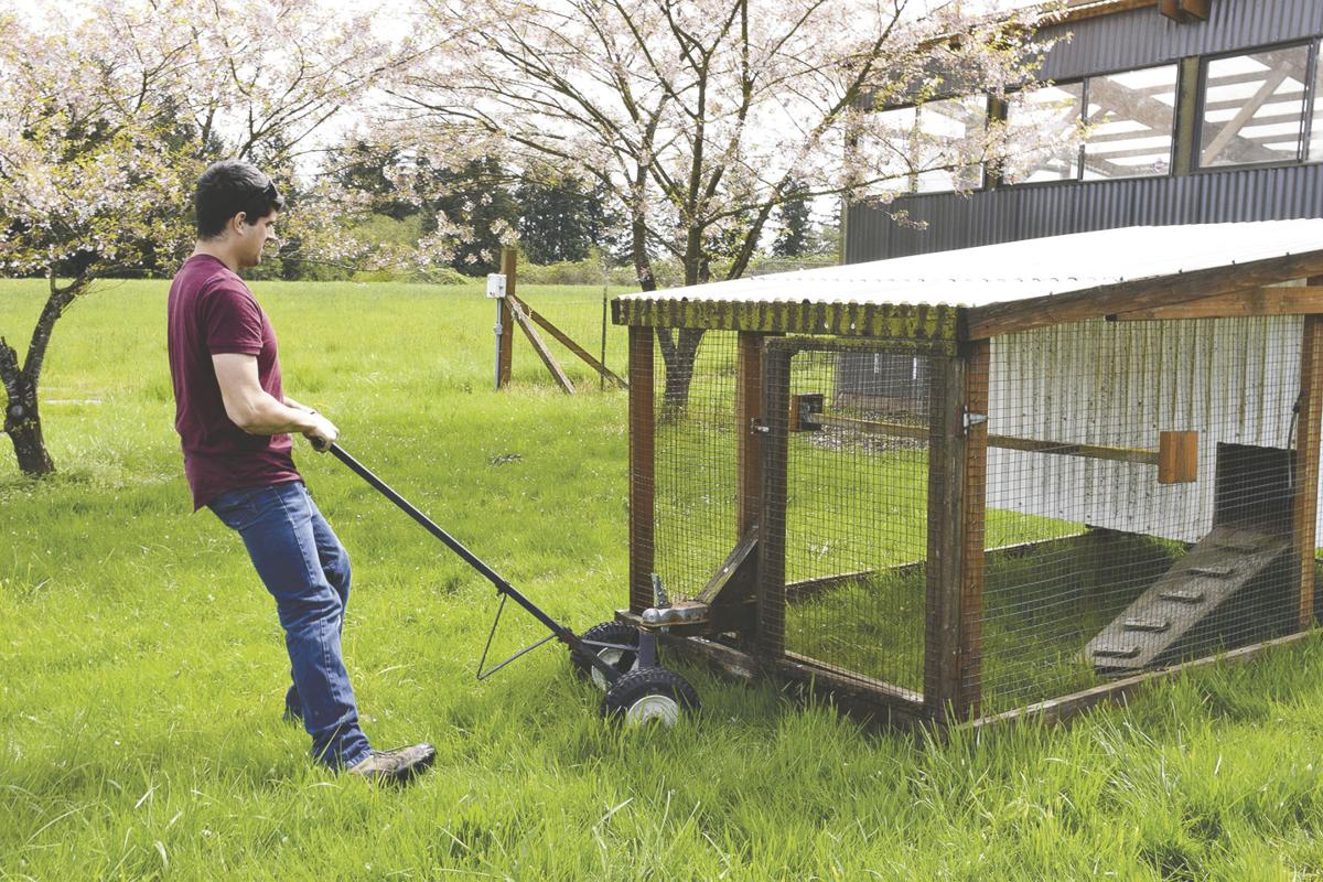 Fly the coop chickens on the move in Ridgefield Home Scene