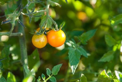 Discover Seeds For The Northwest Garden Garden Scene Thereflector Com