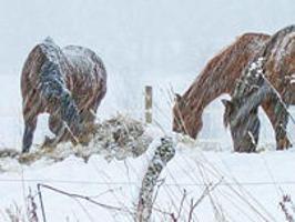 Winter Horse Care Includes Dealing With Mud And Water Horse Corral Thereflector Com