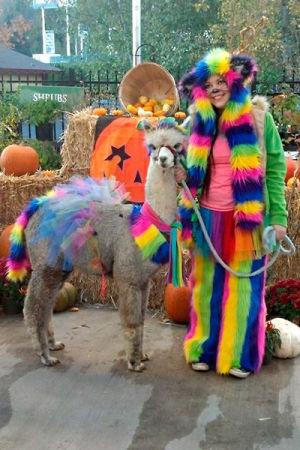 Halloween Alpaca Thereflector Com