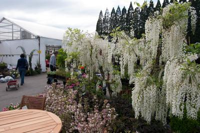 Celebrate The Arrival Of Spring At Tsugawa Nursery Garden Scene Celebrate The Arrival Of Spring With Several Garden Seminars At Tsugawa Nursery In April Will Include What To Do