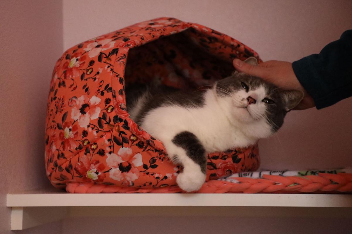 A Feline Home Away From Home Companion Pets Thereflector Com