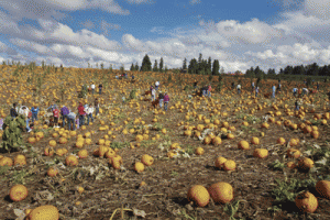 Area Pumpkin Patches Farms Offer Seasonal Activities News Thereflector Com