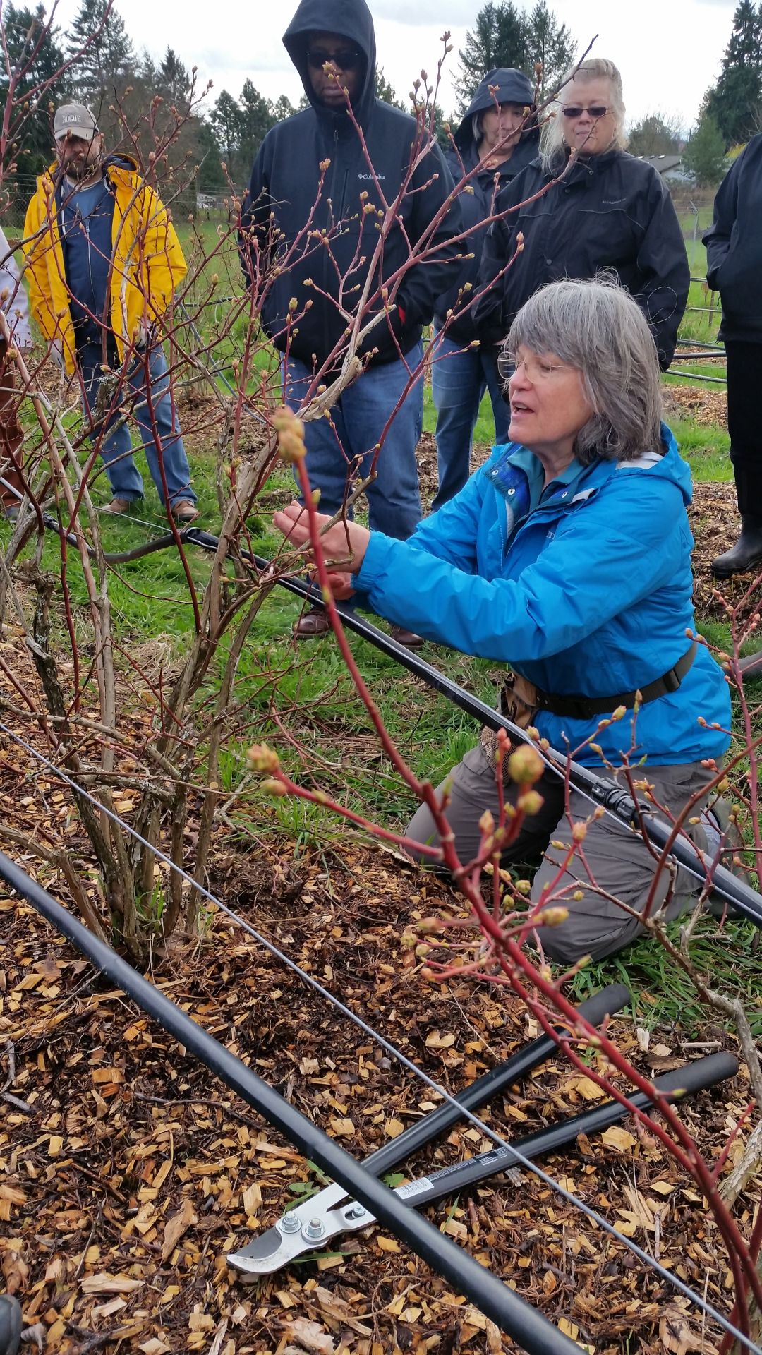 Winter Is Prime Time For Fruit Tree Pruning Life Thereflector Com