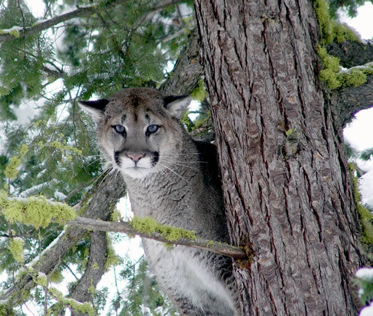 What To Do When You Meet A Cougar Wdfw Hosting Discussion In Response 