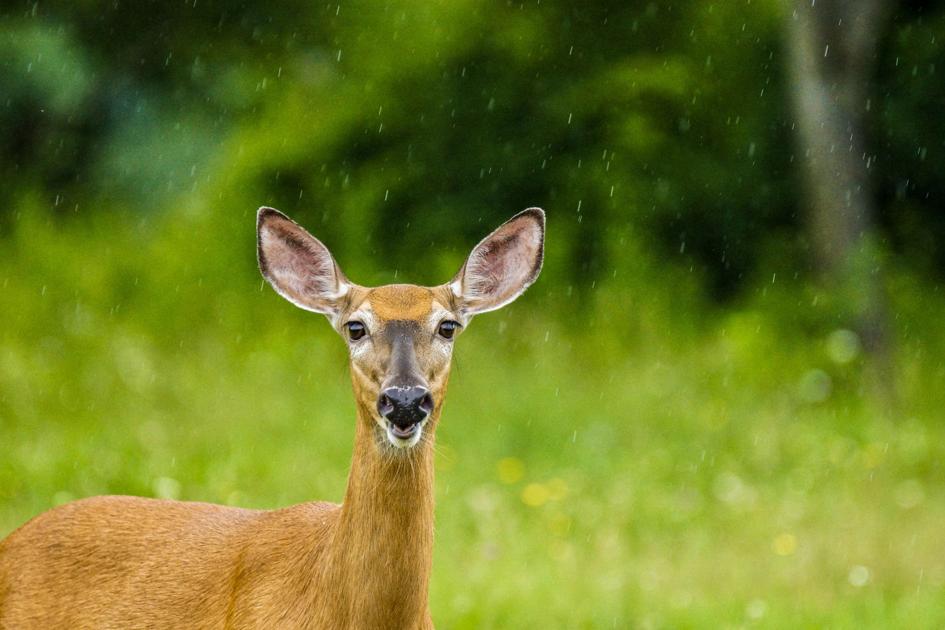 How to protect your yard from deer | Garden Scene | thereflector.com