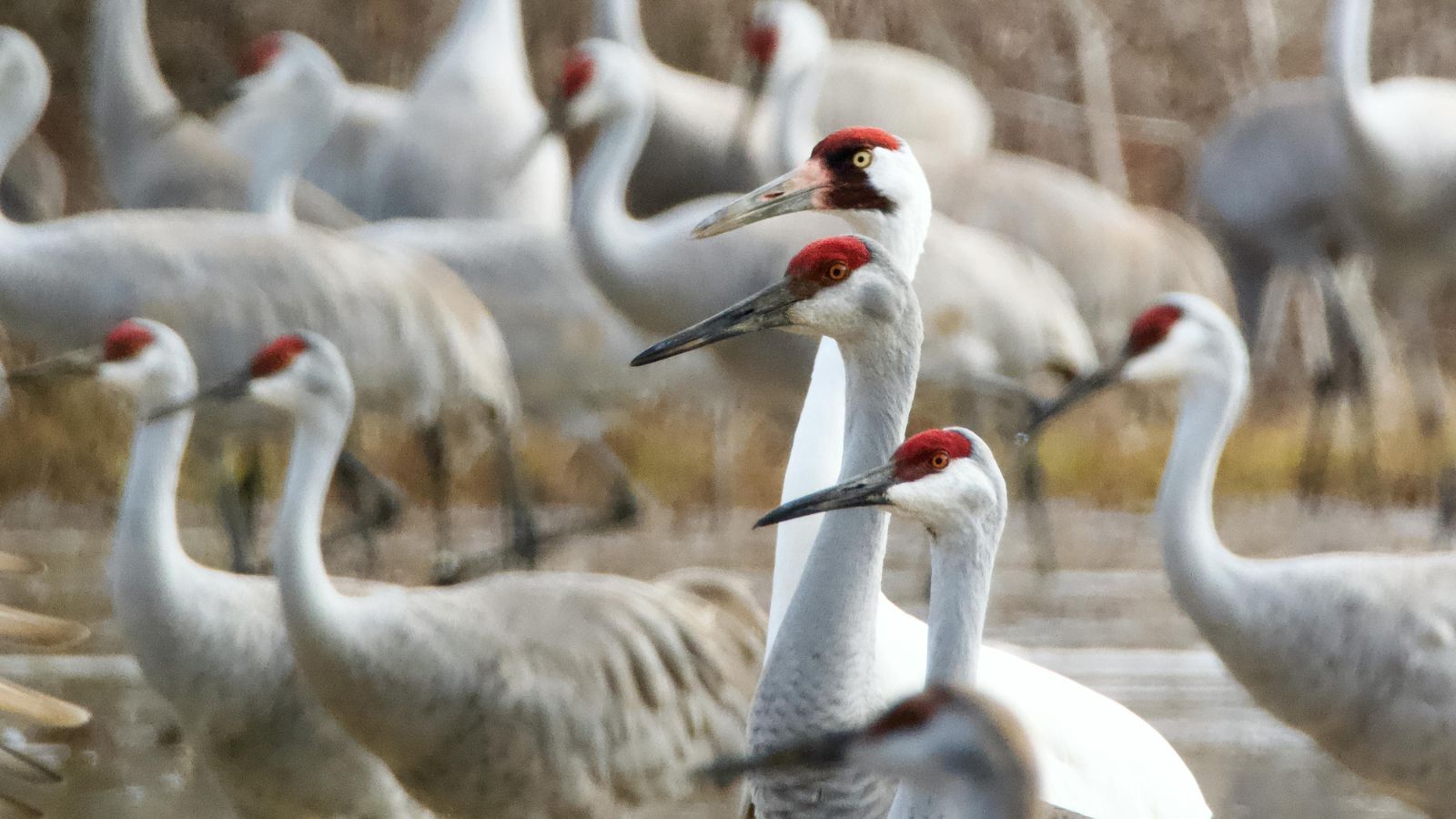 Beyond the Beach, a World-Class Wildlife Event is Hiding in Texas this ...