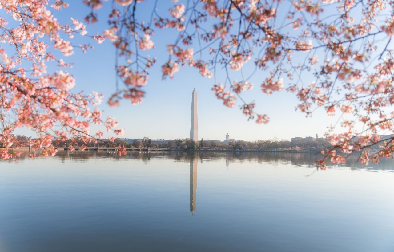 Washington D.C. Rings in 250 Years Beneath 250 New Cherry Trees ...