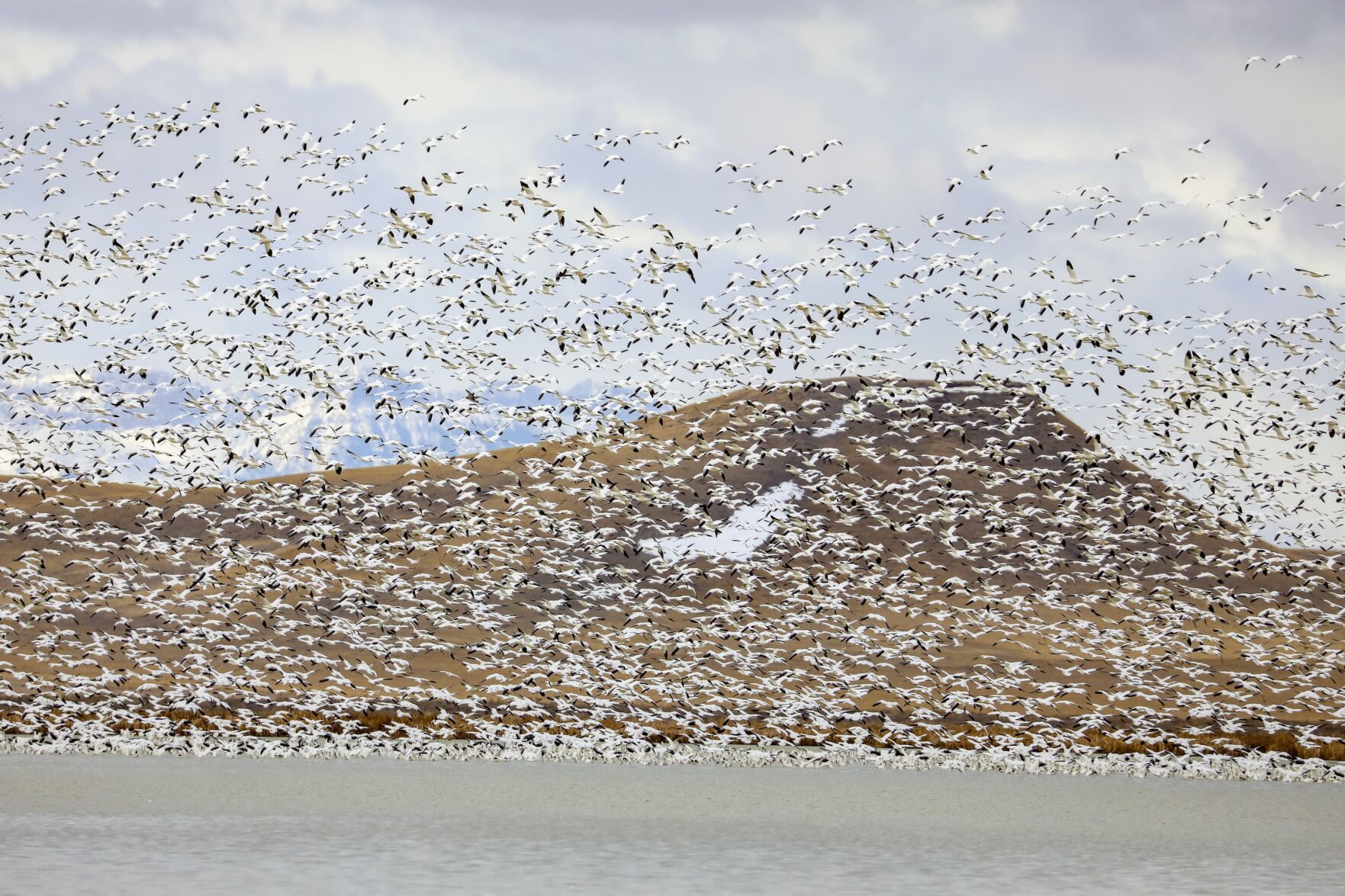Beyond the Slopes, a World-Class Wildlife Event is Hiding in Montana ...