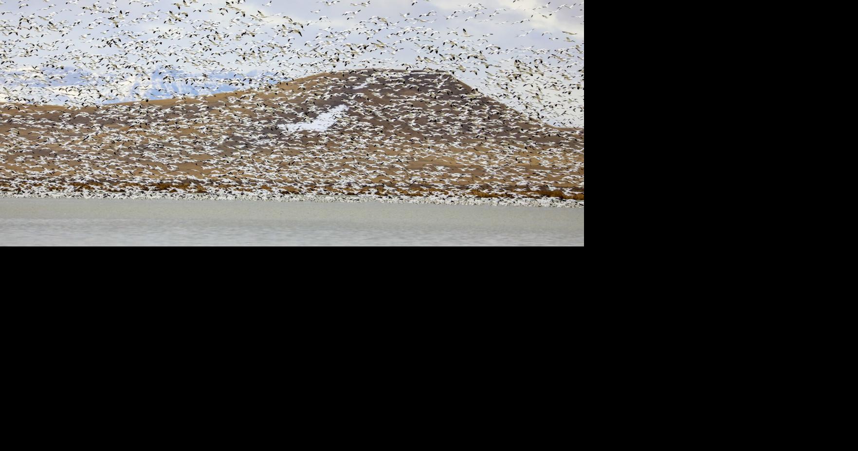 Beyond the Slopes, a World-Class Wildlife Event is Hiding in Montana ...