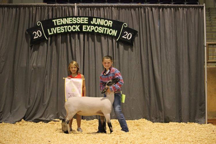 Hawkins 4Hers exhibit sheep at Cookeville Livestock Expo Rogersville
