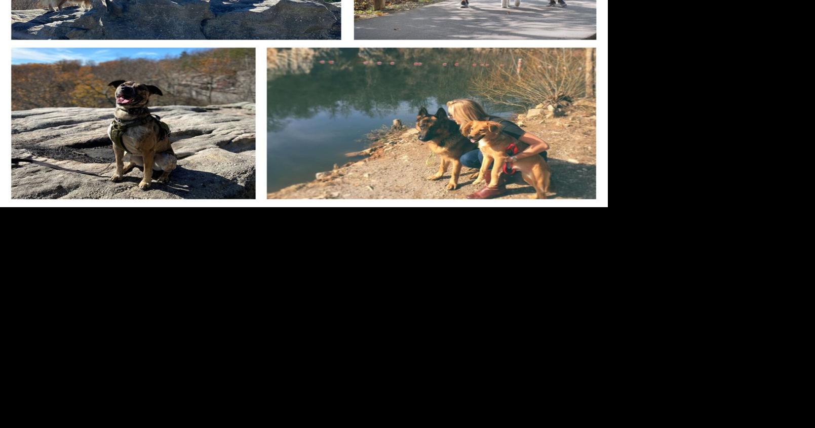 Attractions, restaurants & more make Tennessee 'Top Dog' for pet