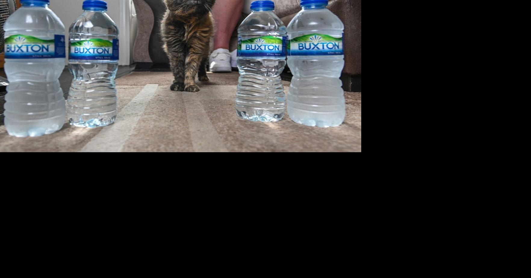 Secret to 31-year-old cat’s long life? Bottled spring water