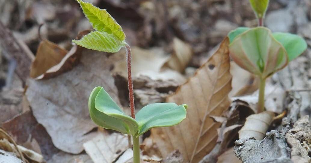 Register now for Warriors’ Winter Garden Seminar