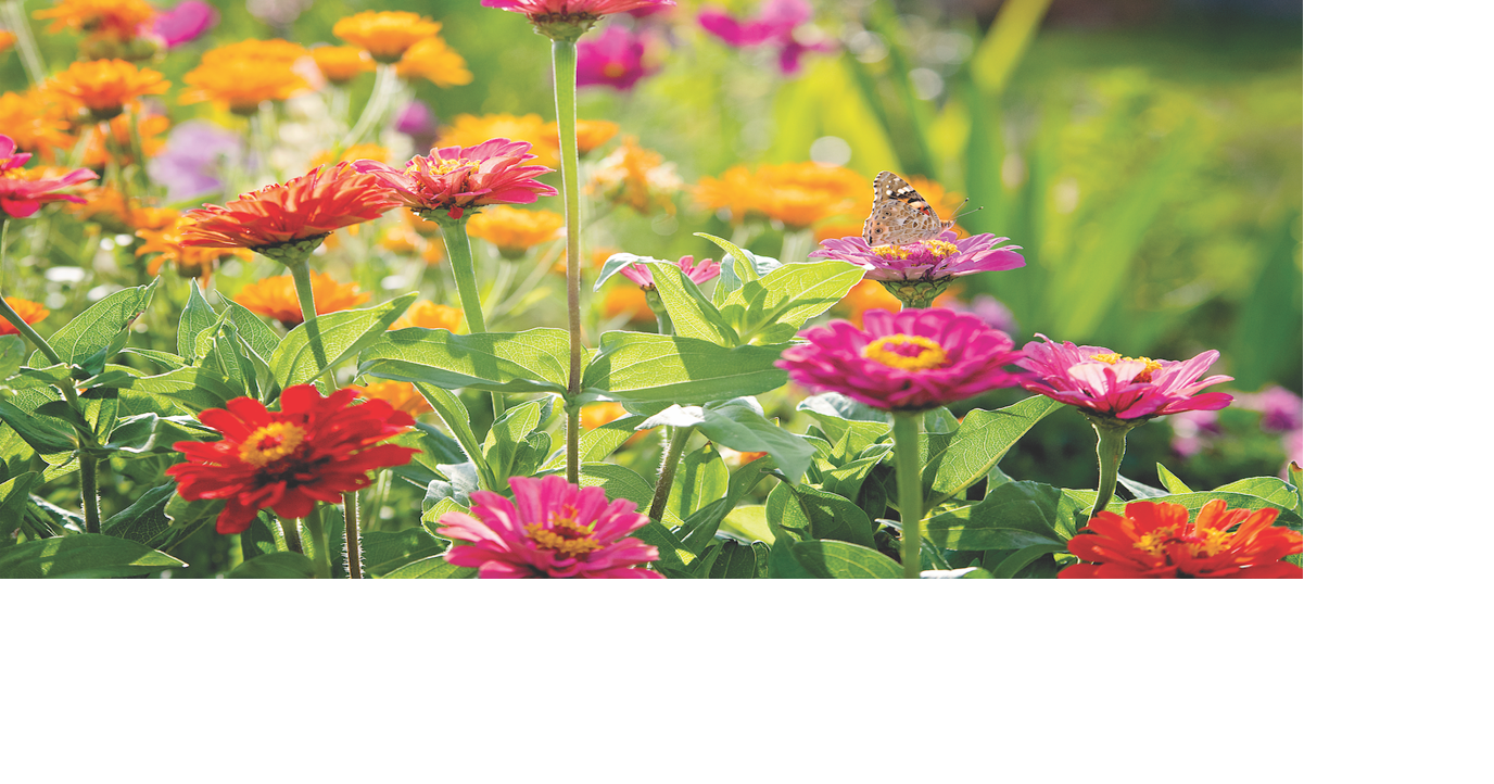 Flowers that Can Beat the Heat Rogersville