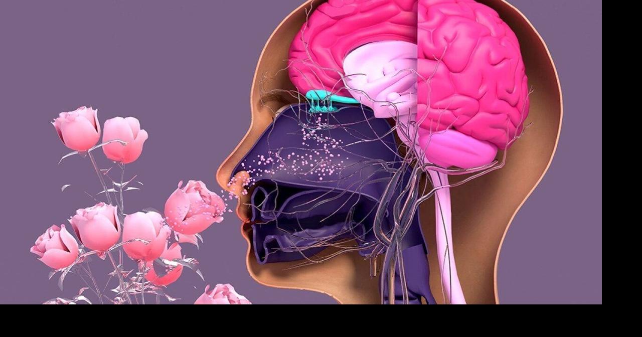 When the ability to smell goes away