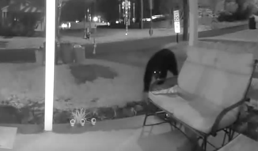 Black bear spotted by doorbell cam in downtown Rogersville Health