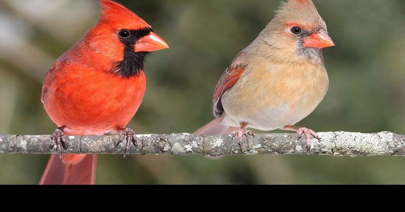 Northern cardinals bless our region year-round with brilliant