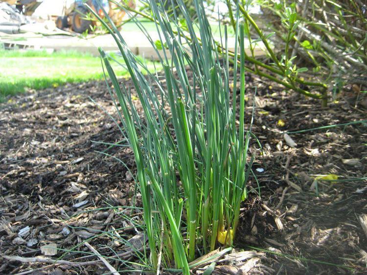 Outside American Indians considered wild onions an important food
