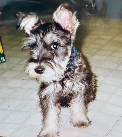 Somewhere out there: long-lost dog reunited with owner after 12 years apart