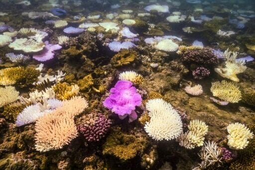 Australia's Great Barrier Reef hit by record bleaching | National ...